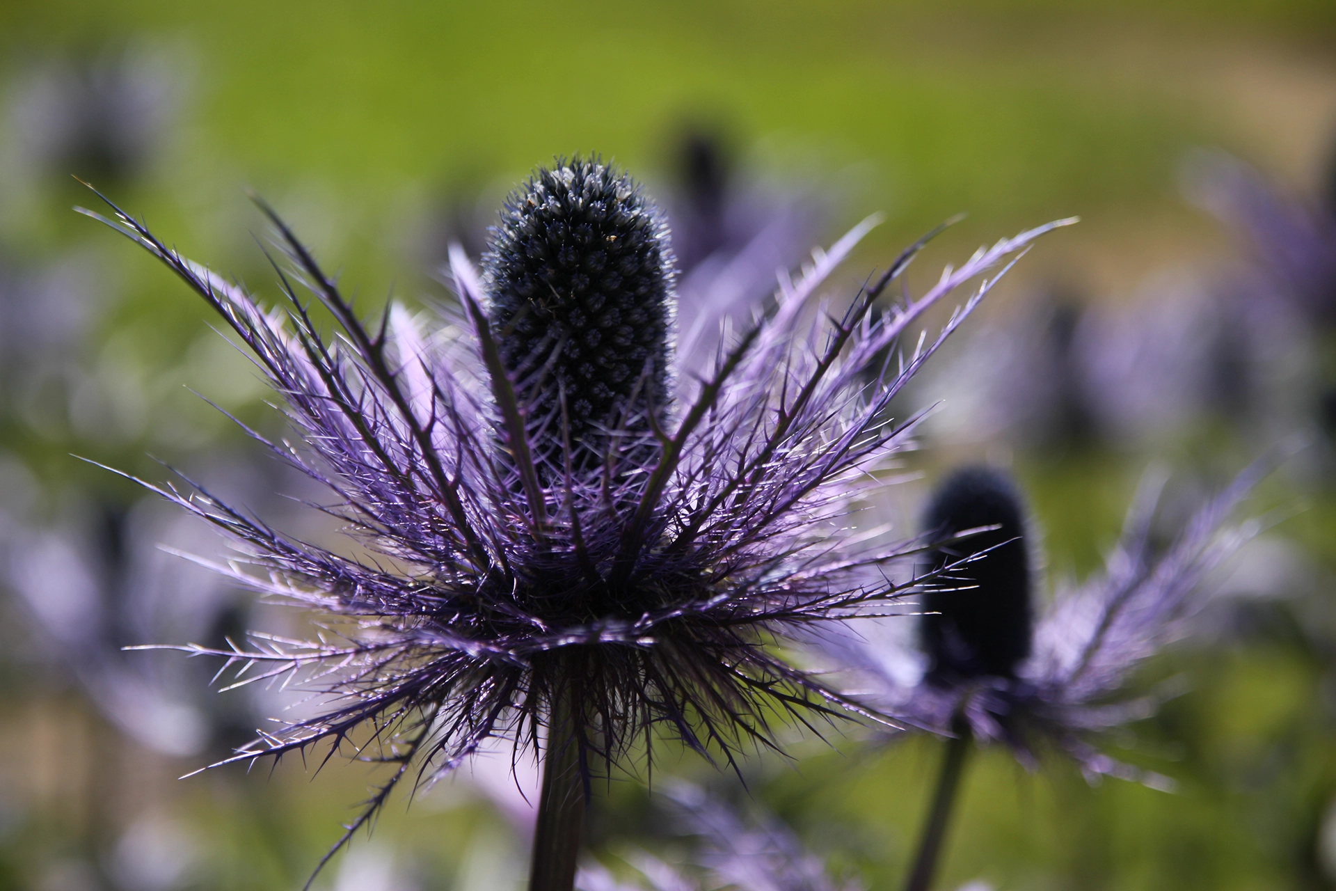 Eryngium alpinum